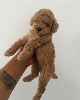 Barboncino toy