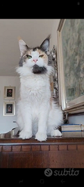 Maine Coon