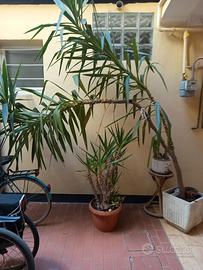 alberello da giardino