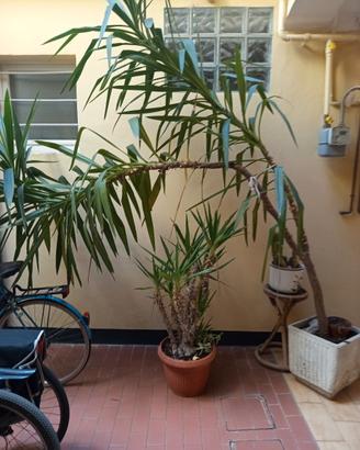 alberello da giardino