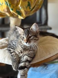 Maine coon