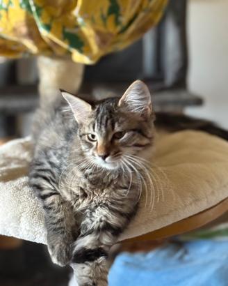 Maine coon