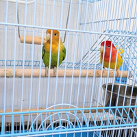 Pappagalli inseparabili