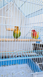 Pappagalli inseparabili