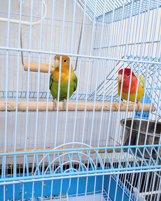 Pappagalli inseparabili