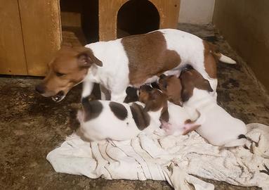 Cuccioli jack russel bicolore
