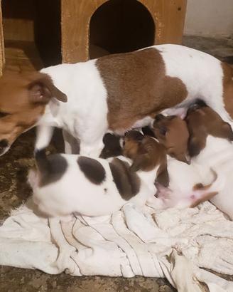 Cuccioli jack russel bicolore