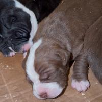 Cuccioli Pit Bull UKC/ADBA Black,Red,Blue Nose