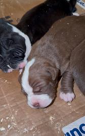 Cuccioli Pit Bull UKC/ADBA Black,Red,Blue Nose