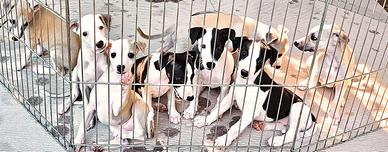 cuccioli di Whippet: qualità & tenerezza 