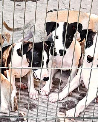 cuccioli di Whippet: qualità & tenerezza 