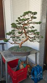 Bonsai ginepro