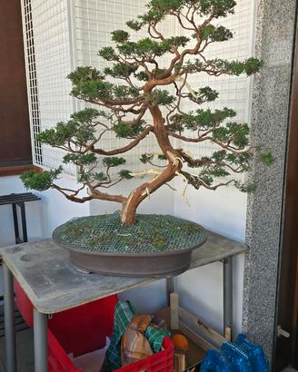 Bonsai ginepro