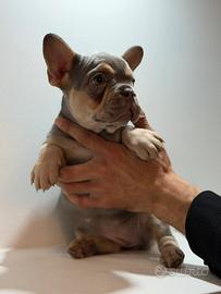 Bulldog francese