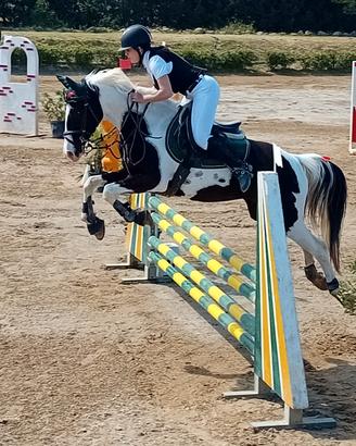 Femmina belga 5 anni