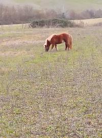 Cavallo pony