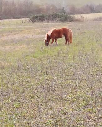 Cavallo pony