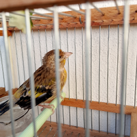 Ibrido di ingardellato