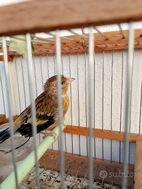 Ibrido di ingardellato