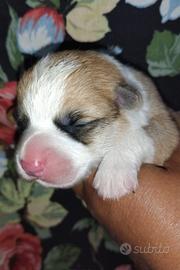 Cuccioli Welsh Corgi Pembroke