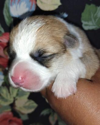 Cuccioli Welsh Corgi Pembroke