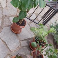 Piante d'appartamento