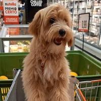 Cane maltipoo maschio di 18 mesi da accoppiare