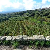 Terreno Agricolo con Vigna Orto e Casa attrezzi