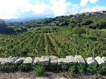 Terreno Agricolo con Vigna Orto e Casa attrezzi