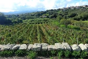 Terreno Agricolo con Vigna Orto e Casa attrezzi