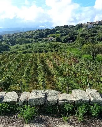 Terreno Agricolo con Vigna Orto e Casa attrezzi
