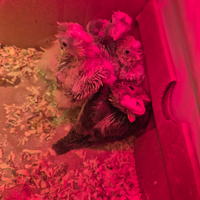 Calopsite/cocortie allevati a mano