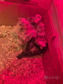 Calopsite/cocortie allevati a mano