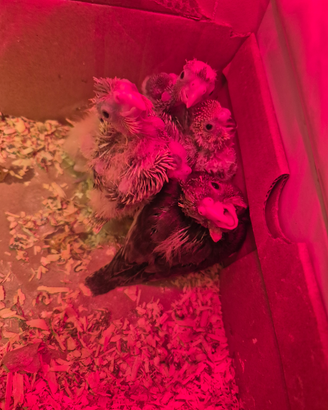 Calopsite/cocortie allevati a mano