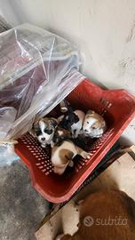 Cuccioli metà Jack russell