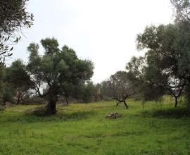 Terreno Agricolo a Mola di Bari