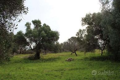 Terreno Agricolo a Mola di Bari