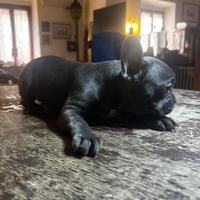 Bulldog francese