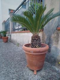 cycas
