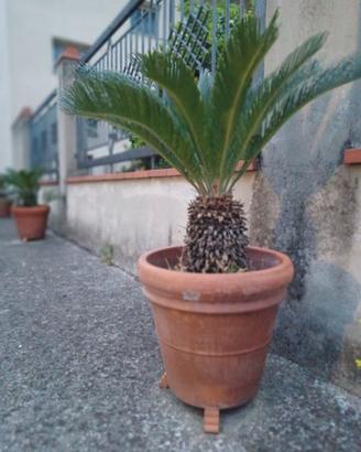 cycas