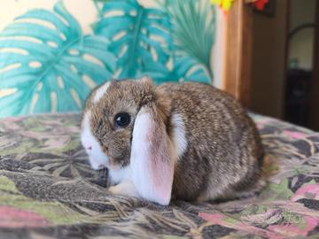 Coniglietti nani Ariete mini lop