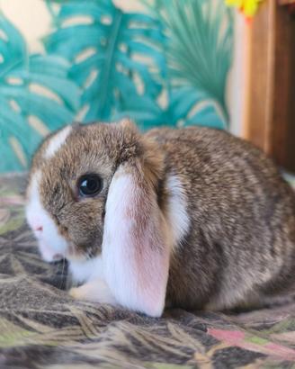 Coniglietti nani Ariete mini lop