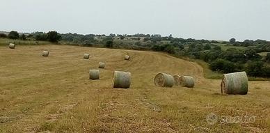 balloni 