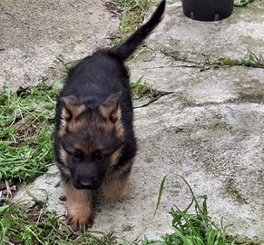 Cucciola di pastore tedesco