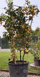 Pianta Conca di agrumi , limone 🍋 vaso 90 lt