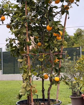 Pianta Conca di agrumi , limone 🍋 vaso 90 lt