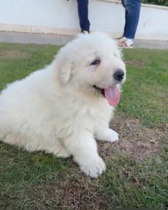 Cuccioli pastori abruzzesi maremmano