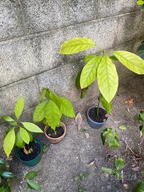 Piante da frutto avocado