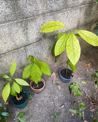 Piante da frutto avocado