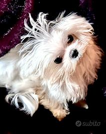 Maltese linea big eyes 5 mesi ragazzo